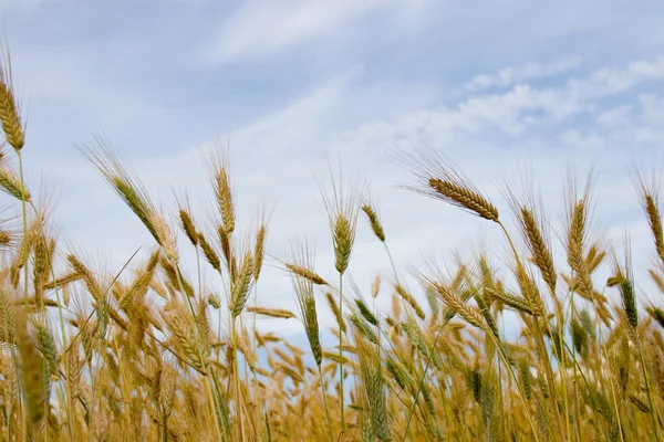 Paesaggio con campo di grano dorato — Foto Stock