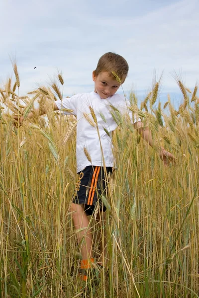 Jongen loopt aan het tarweveld — Stockfoto