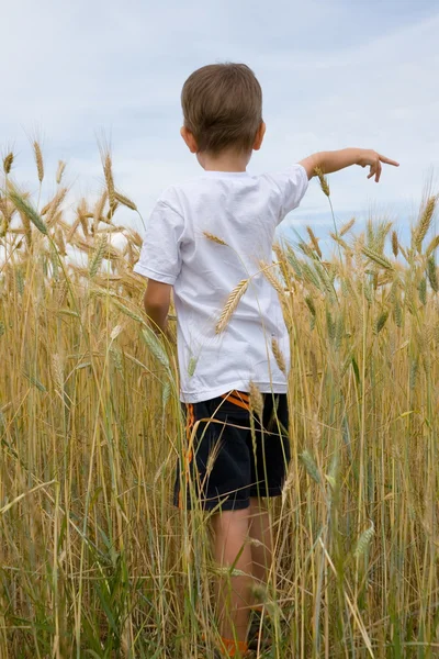 Menino caminha no campo de trigo — Fotografia de Stock