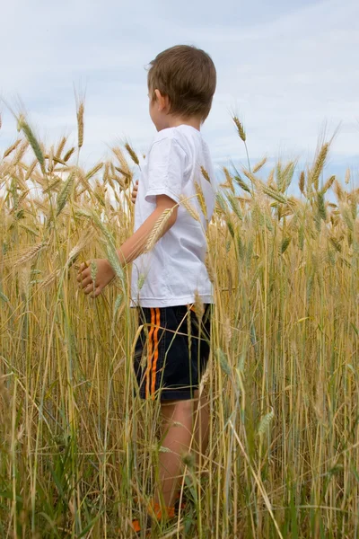 Αγόρι βόλτες στο πεδίο σιτάρι — Φωτογραφία Αρχείου