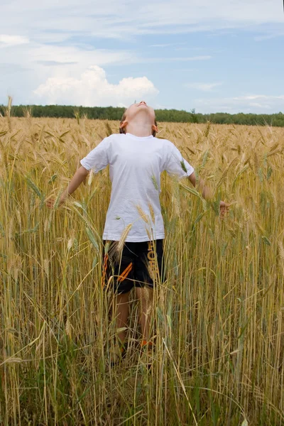 Chlapec chodí na pole pšenice — Stock fotografie