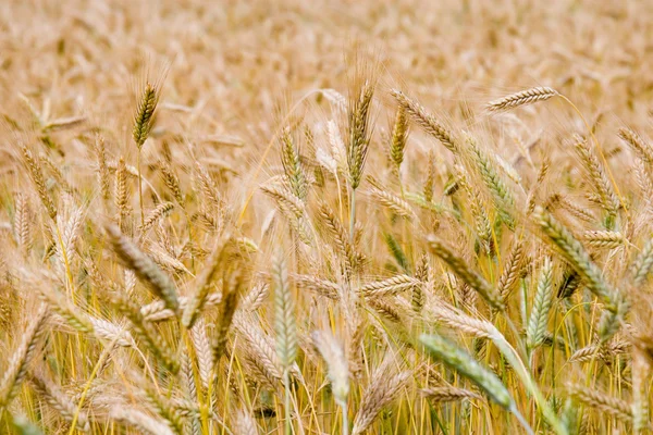 Altın buğday alanı ile peyzaj — Stok fotoğraf