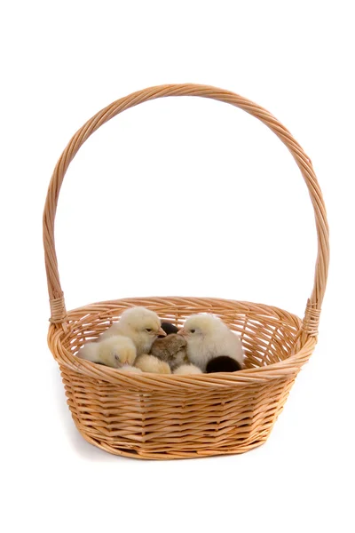 stock image Chickens in the basket