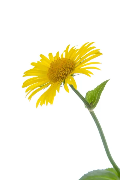 Gele bloem — Stockfoto