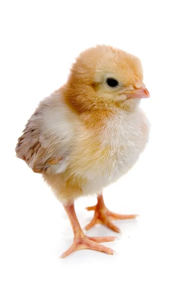 Kyckling — Stockfoto
