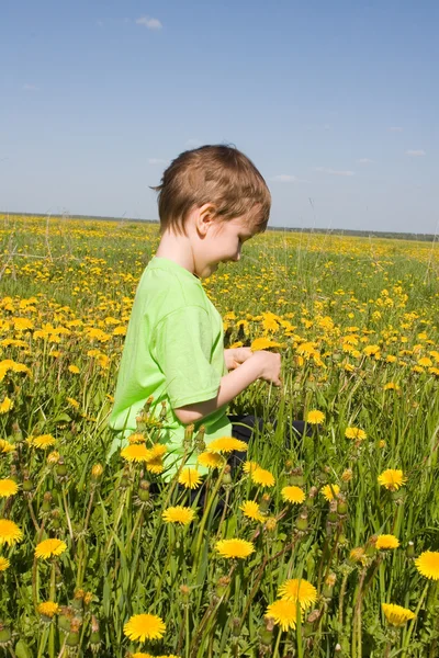 Boy walks on the dandelions field — Stock Photo, Image