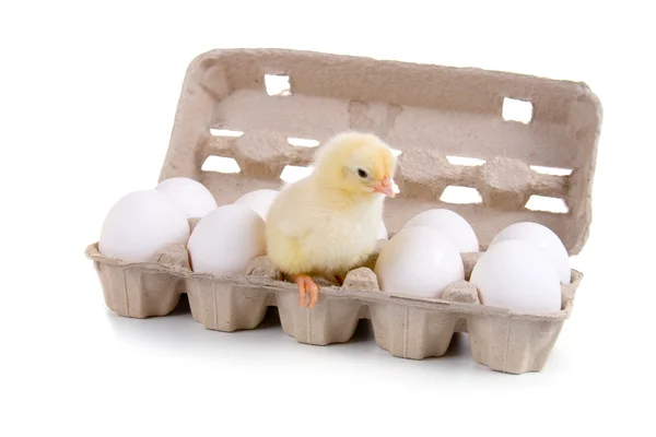 Kurczak, siedział na jaja kurze — Zdjęcie stockowe