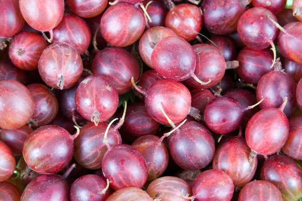 stock image Fresh gooseberry