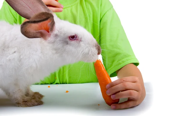 Garçon donne au lapin une carotte — Photo