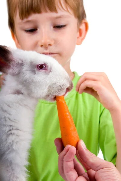 Chico le da al conejo una zanahoria —  Fotos de Stock