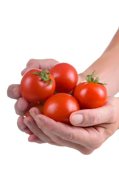 Tomates fraîches dans les mains — Photo