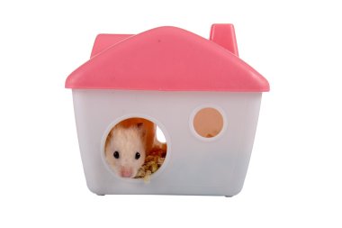 Hamster looks out of the house clipart