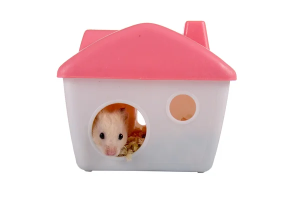 Hamster ser ut ur huset — Stockfoto