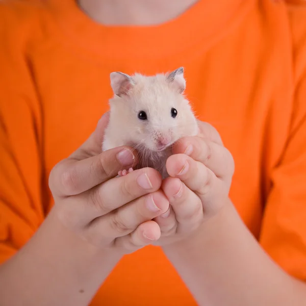 Hamster nas mãos das crianças — Fotografia de Stock
