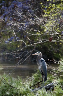 Blue Heron clipart