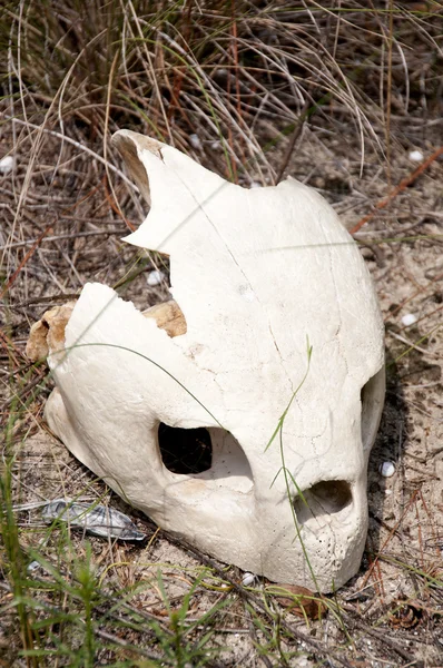 ウミガメの頭蓋骨 — ストック写真