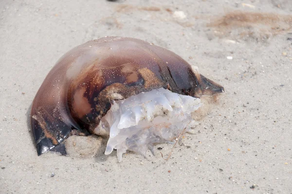 Meduza na plaży — Zdjęcie stockowe