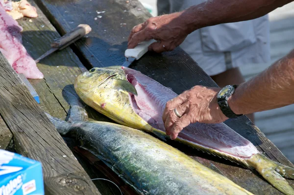 stock image Dolfinfish