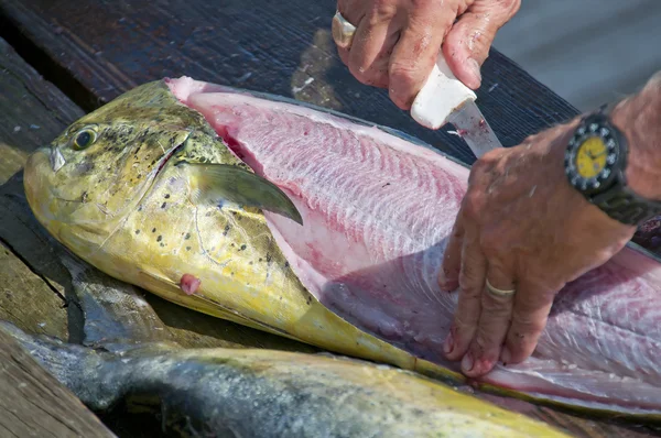 stock image Dolfinfish