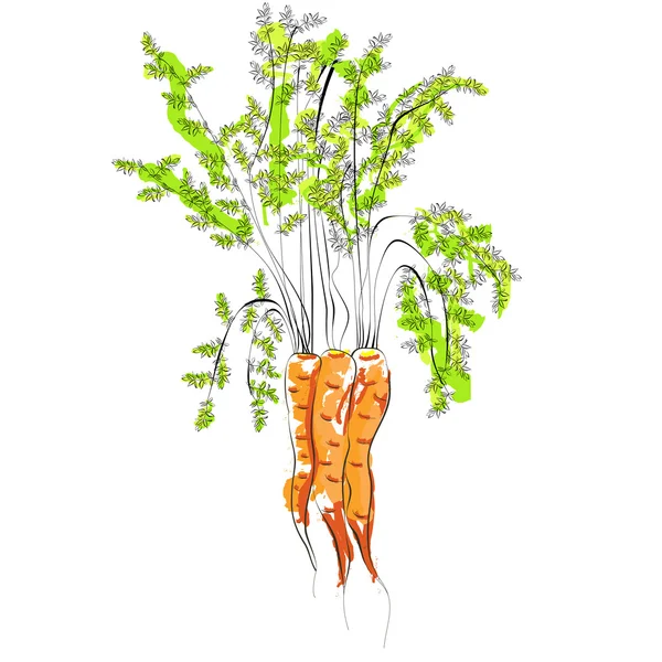 胡萝卜的插图 — 图库矢量图片