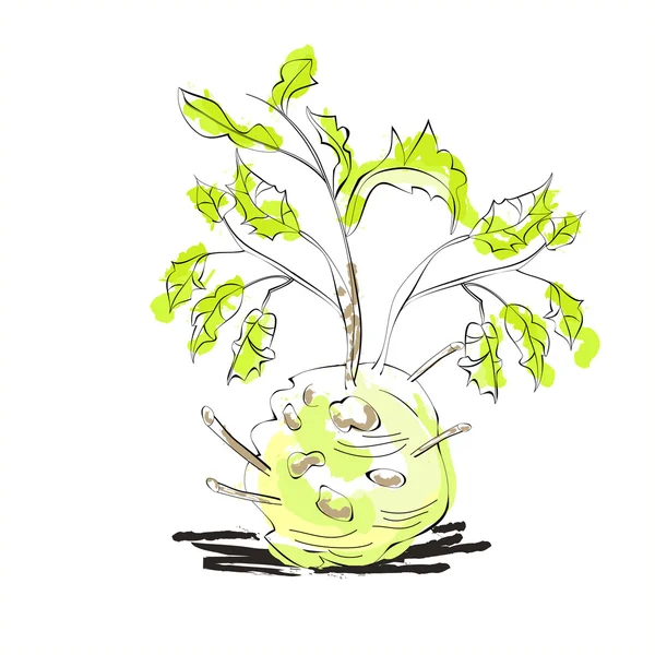 新鮮セロリの根の葉 — ストックベクタ