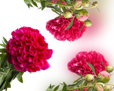 Flowers peonies clipart