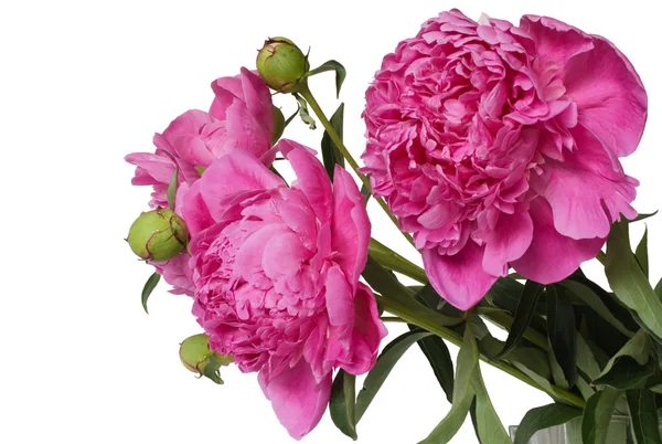 พีโอนี่ ดอกไม้ — ภาพถ่ายสต็อก