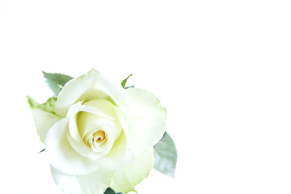 Close up white Rose