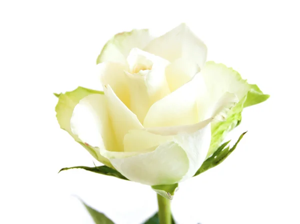 Hermosa rosa sobre fondo blanco —  Fotos de Stock