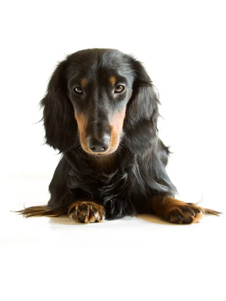 Black and brown dachshund — Stock Photo, Image