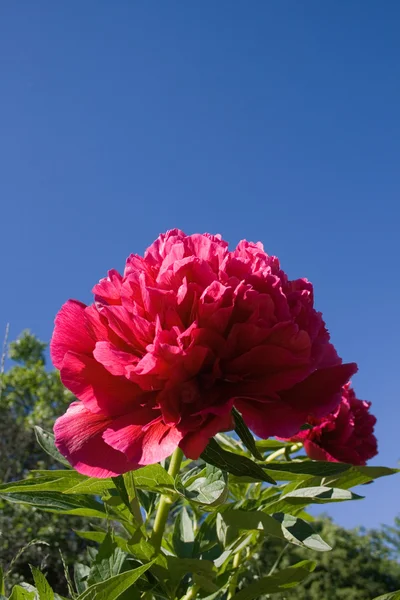 Peon flowers closeup — Stock Photo, Image