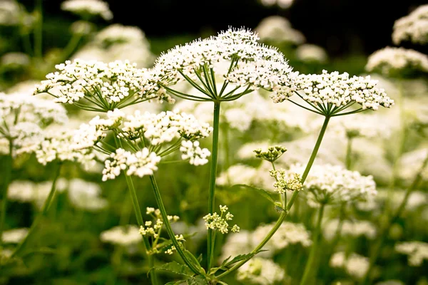 stock image Wild flowers