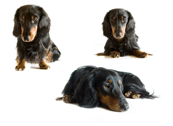 Siyah ve kahverengi dachshund — Stok fotoğraf