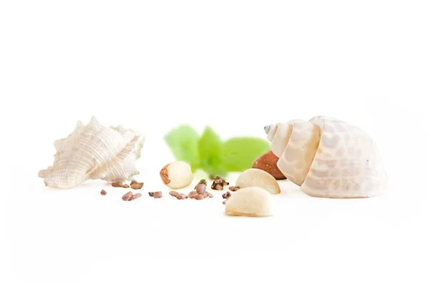 stock image Two shells with nuts