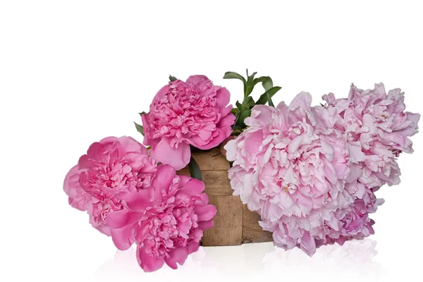 Basket with Peony flowers — Stock Photo, Image