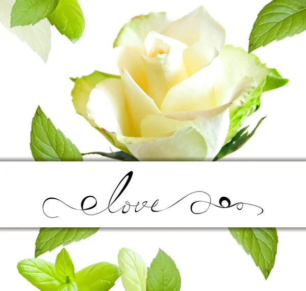 Cartão decorativo com flor de rosa — Fotografia de Stock
