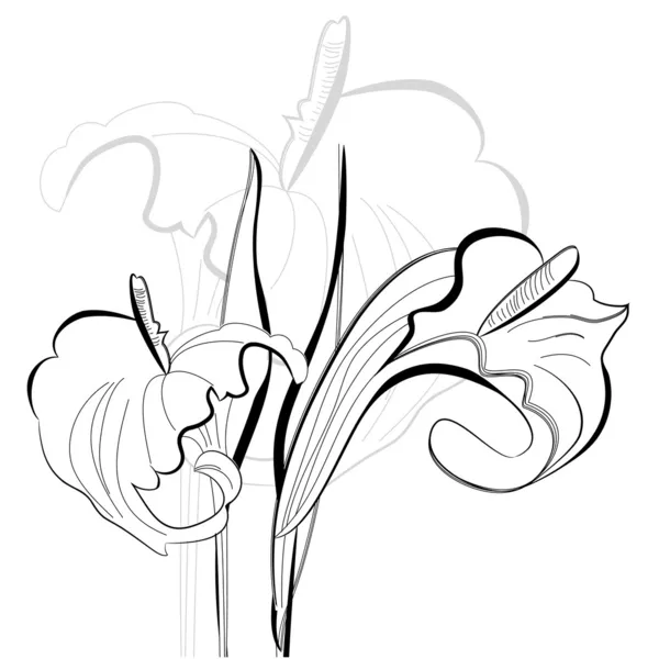 Μονόχρωμη εικόνα λουλούδια calla κρίνοι — Διανυσματικό Αρχείο