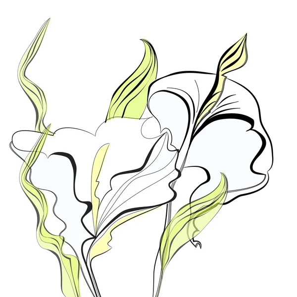 Mooie calla lelies bloemen — Stockvector
