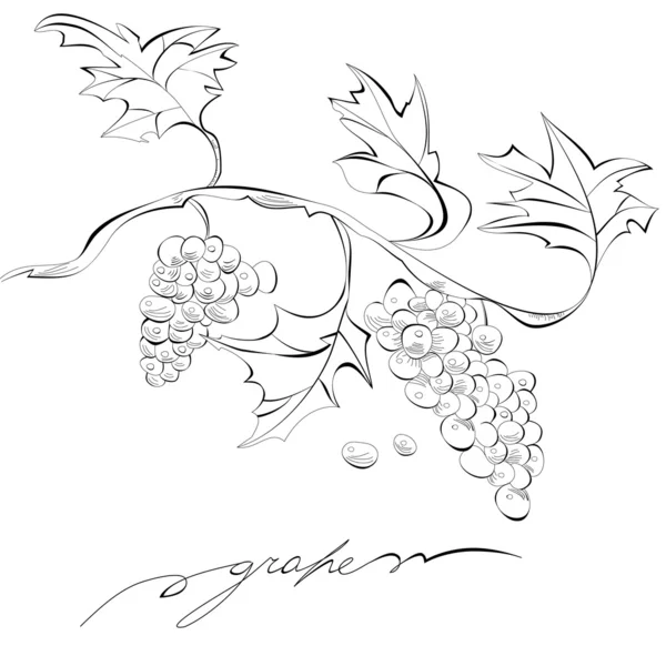 Croquis des raisins — Image vectorielle