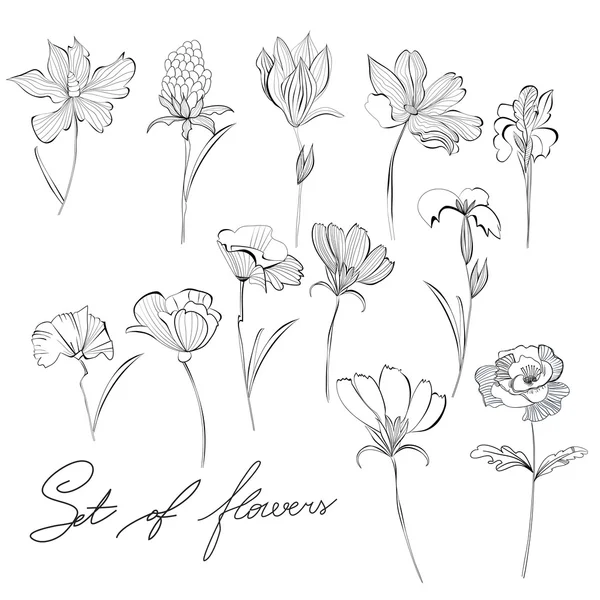 Skiss av blommor — Stock vektor