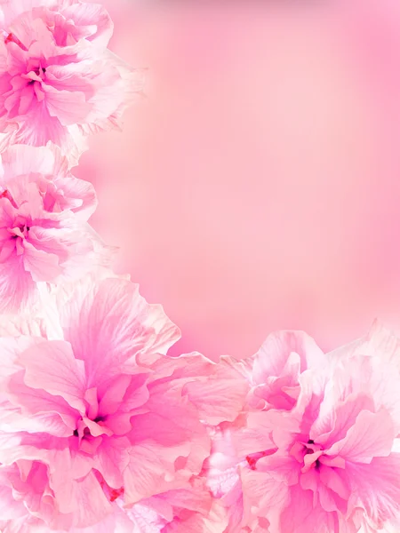 Blütenmuster — Stockfoto