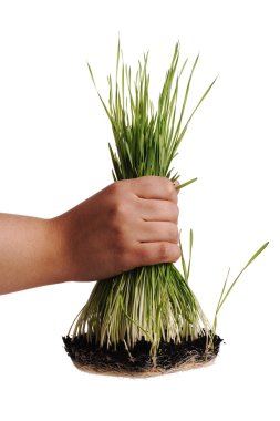 Uproot grass clipart