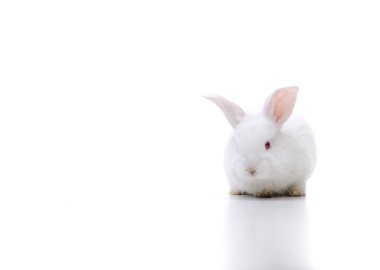 White beautiful rabbit, Easter bunny on large copy-space clipart