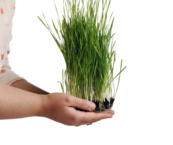 Hand und Graspflanze isoliert auf weißem Hintergrund — Stockfoto