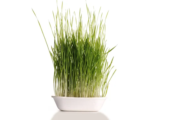 Grass in schotel geïsoleerd — Stockfoto