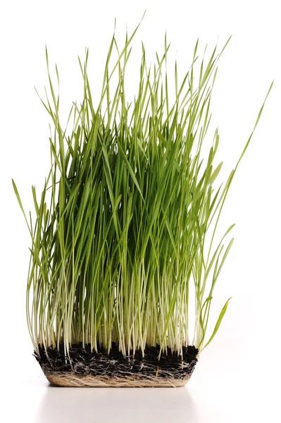 Grüne Graspflanze mit Wurzeln im Schimmel isoliert — Stockfoto
