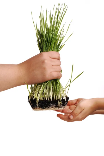 人間の手、花与える分離、草の概念 — ストック写真