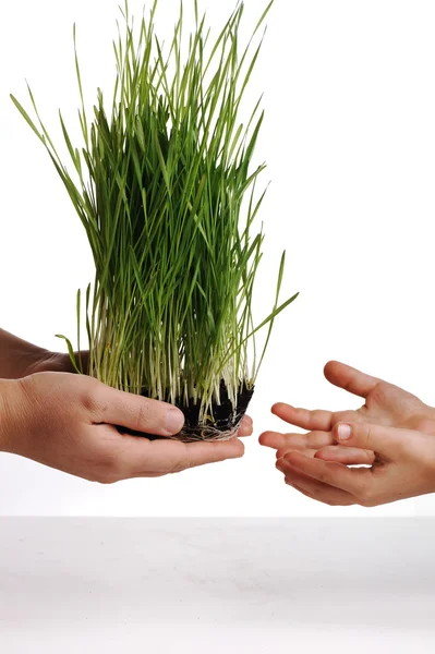 人間の手、花与える分離、草の概念 — ストック写真