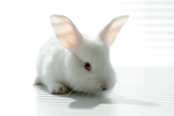 Белый красивый кролик, Пасхальный кролик — стоковое фото