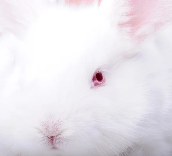 Blanc beau lapin, lapin de Pâques gros plan — Photo